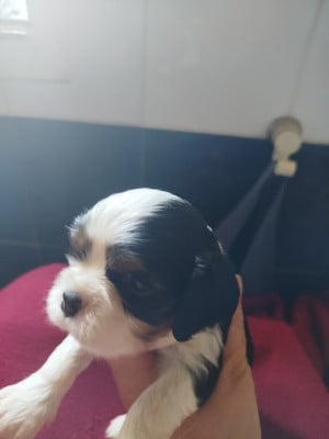 Les chiots de Cavalier King Charles Spaniel