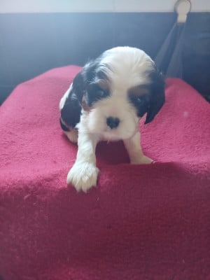 Les chiots de Cavalier King Charles Spaniel