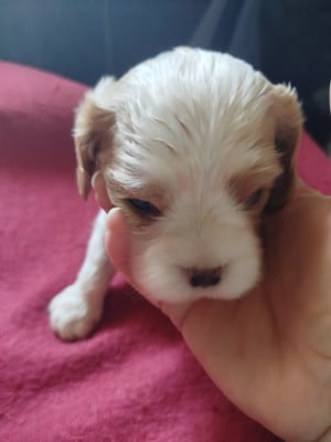 Les chiots de Cavalier King Charles Spaniel