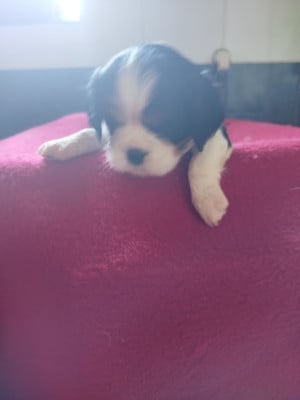 Les chiots de Cavalier King Charles Spaniel