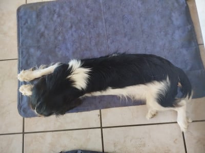Les chiots de Cavalier King Charles Spaniel