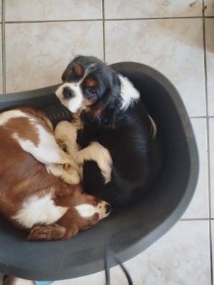 Les chiots de Cavalier King Charles Spaniel