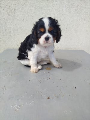 Les chiots de Cavalier King Charles Spaniel