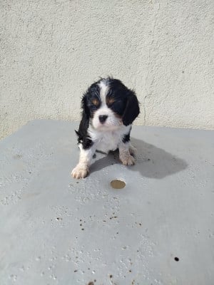 Les chiots de Cavalier King Charles Spaniel