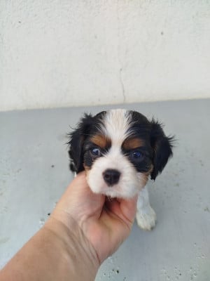 Les chiots de Cavalier King Charles Spaniel