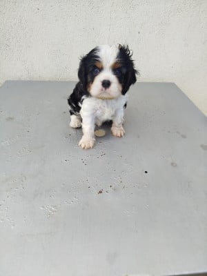 Les chiots de Cavalier King Charles Spaniel