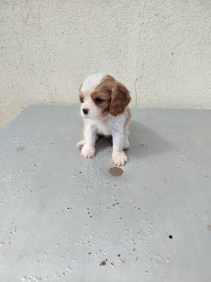 Les chiots de Cavalier King Charles Spaniel
