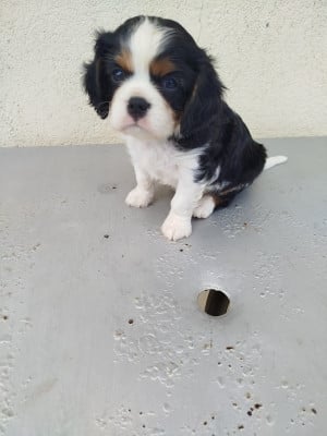 Les chiots de Cavalier King Charles Spaniel