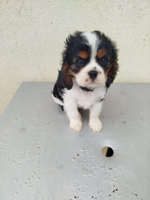 Les chiots de Cavalier King Charles Spaniel