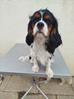 Les chiots de Cavalier King Charles Spaniel