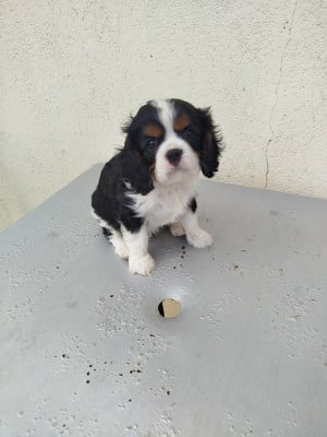 Les chiots de Cavalier King Charles Spaniel