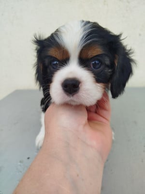 Les chiots de Cavalier King Charles Spaniel
