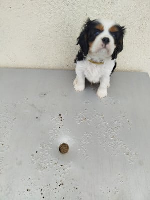 Les chiots de Cavalier King Charles Spaniel