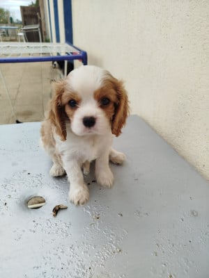 Les chiots de Cavalier King Charles Spaniel