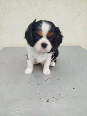 Les chiots de Cavalier King Charles Spaniel