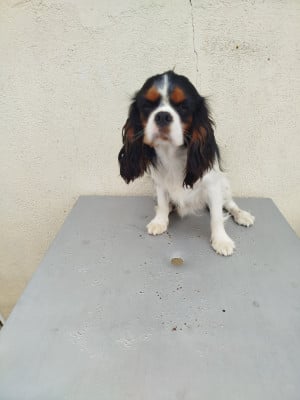 Les chiots de Cavalier King Charles Spaniel