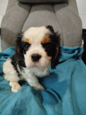 Les chiots de Cavalier King Charles Spaniel