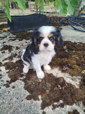 BUDDY - Cavalier King Charles Spaniel