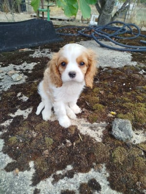 BUZZ - Cavalier King Charles Spaniel