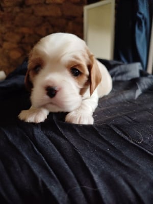 Les chiots de Cavalier King Charles Spaniel