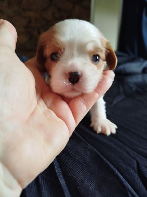 Les chiots de Cavalier King Charles Spaniel