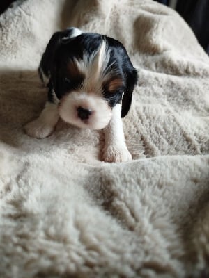 Les chiots de Cavalier King Charles Spaniel