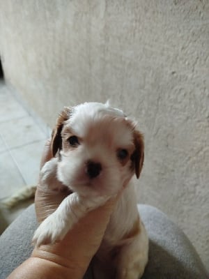 Les chiots de Cavalier King Charles Spaniel