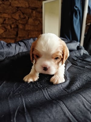 Les chiots de Cavalier King Charles Spaniel
