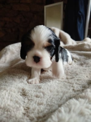 Les chiots de Cavalier King Charles Spaniel