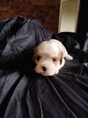 Les chiots de Cavalier King Charles Spaniel