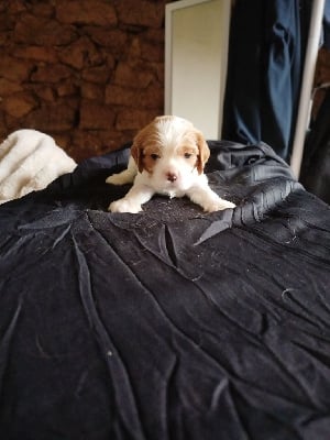 Les chiots de Cavalier King Charles Spaniel