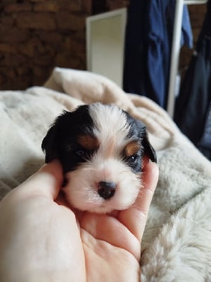 Les chiots de Cavalier King Charles Spaniel