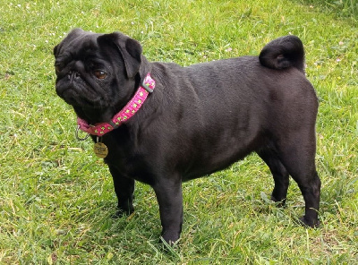 Étalon Carlin - Berrybears Tantrums n' tiaras