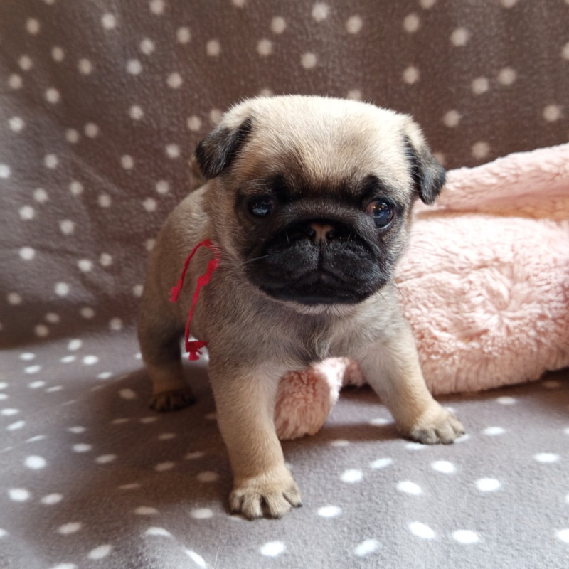 Magnifiques chiots issus de parents ayant subi des tests de santé. Des chiots heureux, joueurs et espiègles !
ADN des parents, PDE n/n, DM n/n. 
Test BREATH réussi. 
Le père, champion junior de Russie, a obtenu 3 CACS, 1 CACIB et 1 RCACIB lors d'expositions françaises.
Les chiots sont toujours LOF, vermifugés, primo vaccinés, puce électronique et d'un certificat de santé par notre vétérinaire.
Nous élevons des carlins depuis plus de vingt ans et sommes toujours prêts à donner des conseils et à apporter notre soutien aux familles qui adoptent nos chiots tout au long de leur vie.