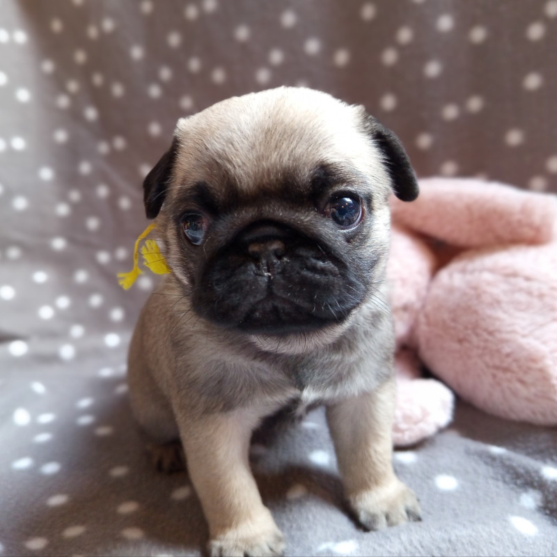 Magnifiques chiots issus de parents ayant subi des tests de santé. Des chiots heureux, joueurs et espiègles !
ADN des parents, PDE n/n, DM n/n. 
Test BREATH réussi. 
Le père, champion junior de Russie, a obtenu 3 CACS, 1 CACIB et 1 RCACIB lors d'expositions françaises.
Les chiots sont toujours LOF, vermifugés, primo vaccinés, puce électronique et d'un certificat de santé par notre vétérinaire.
Nous élevons des carlins depuis plus de vingt ans et sommes toujours prêts à donner des conseils et à apporter notre soutien aux familles qui adoptent nos chiots tout au long de leur vie.