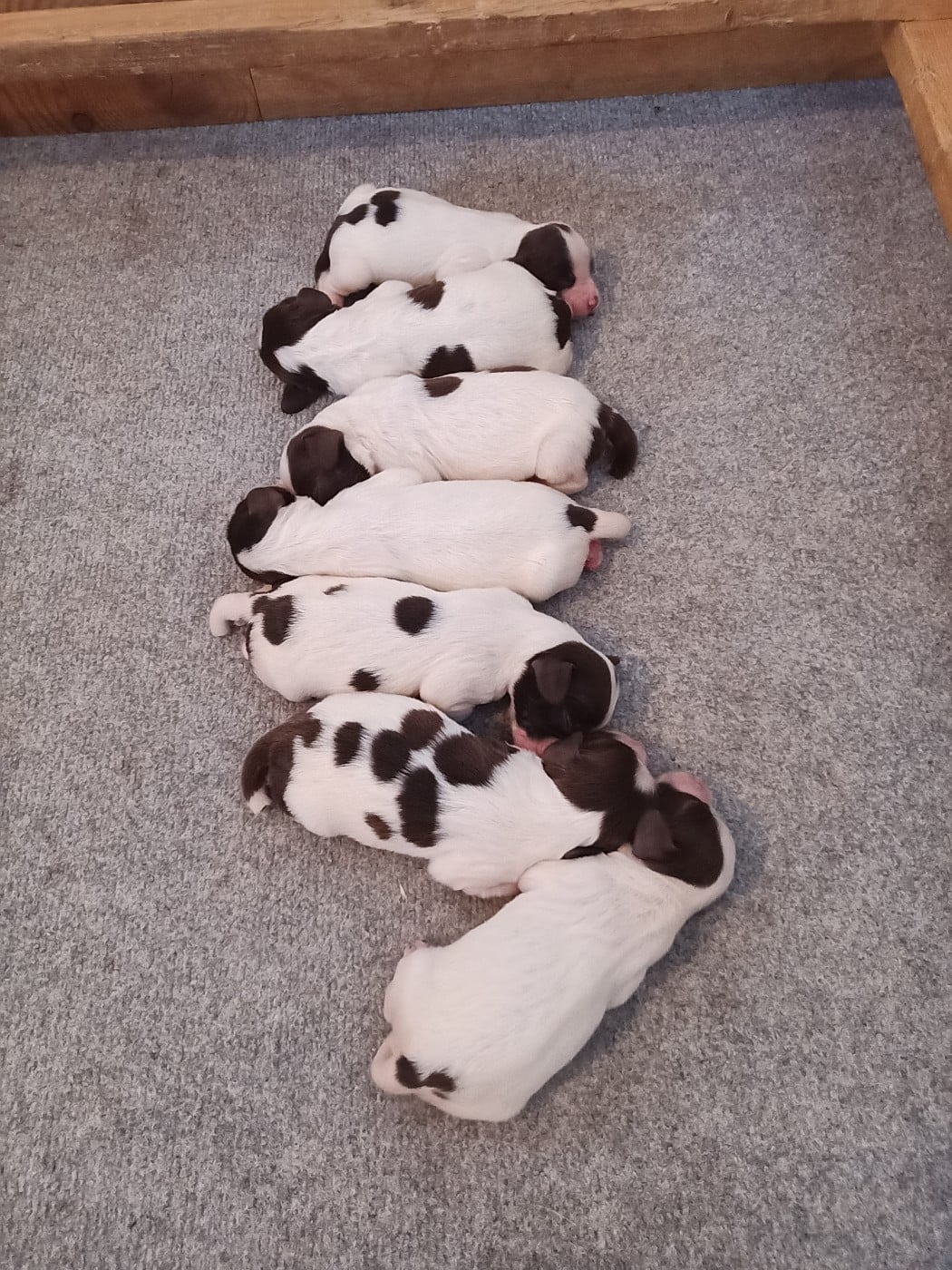 CHIOT 1 - English Springer Spaniel