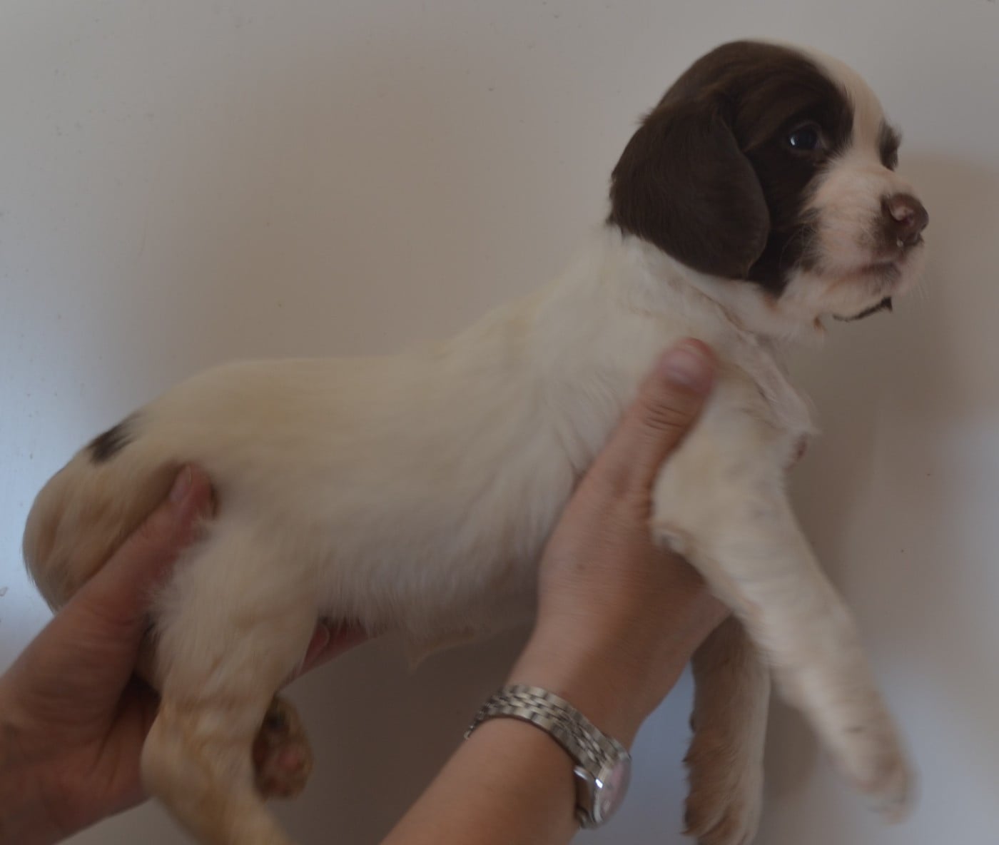 CHIOT 1