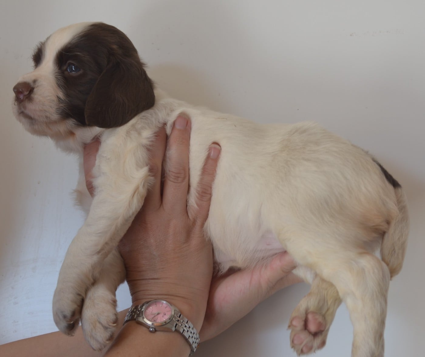 CHIOT 1
