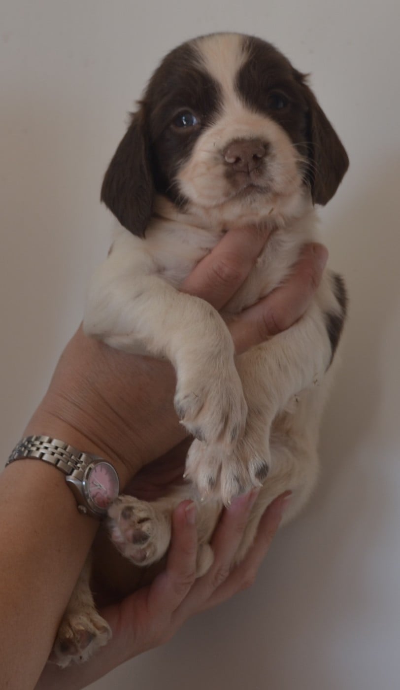CHIOT 2