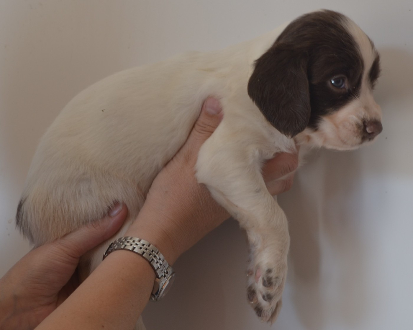 CHIOT 2