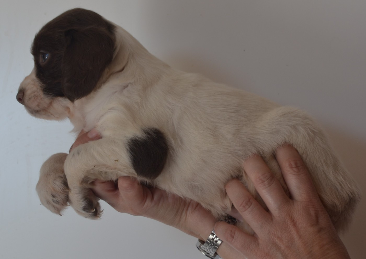CHIOT 2