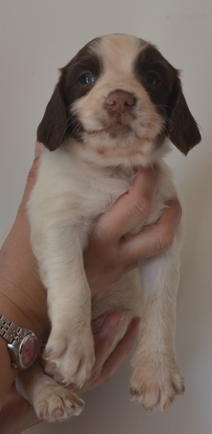 CHIOT 3