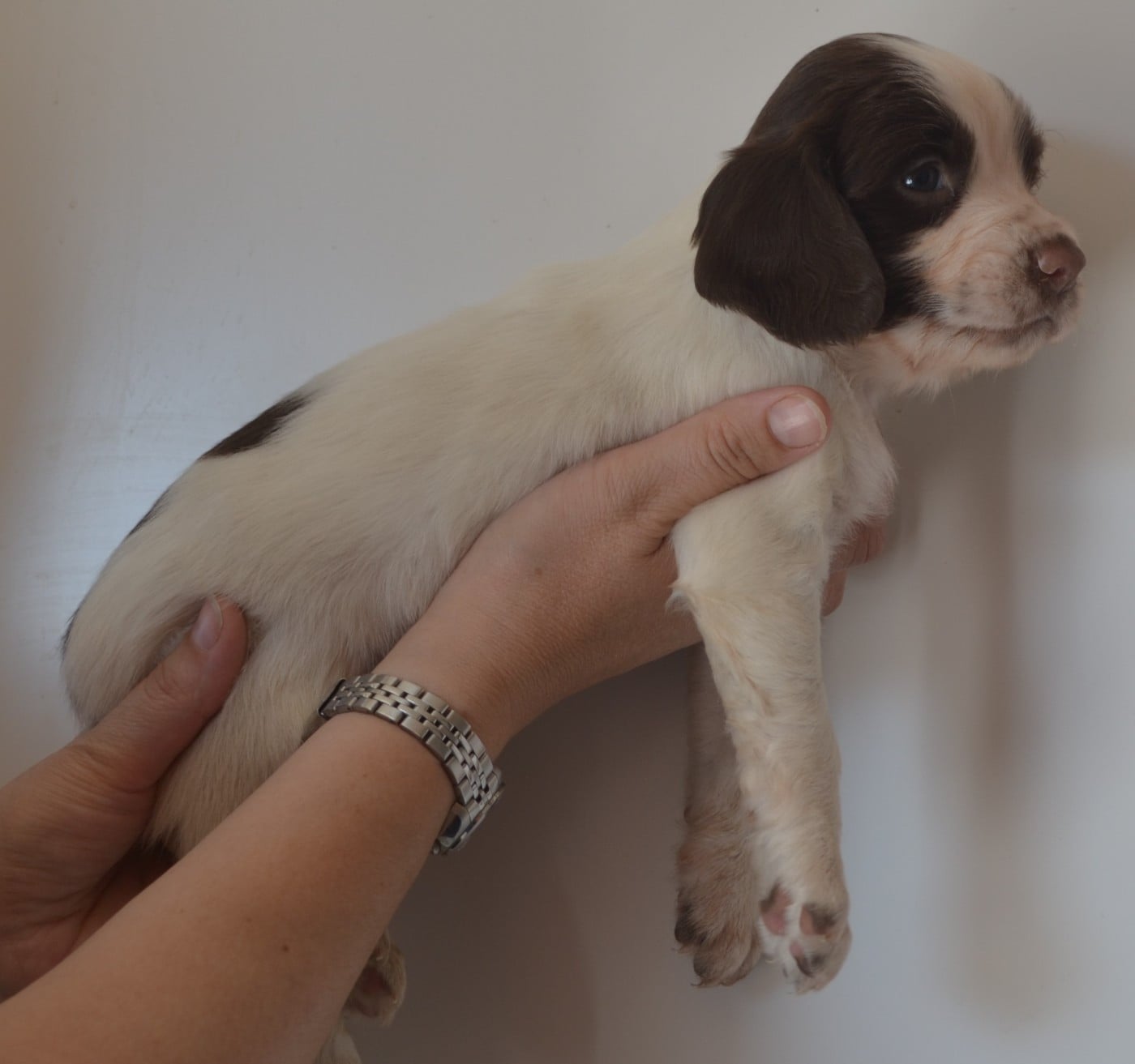 CHIOT 3