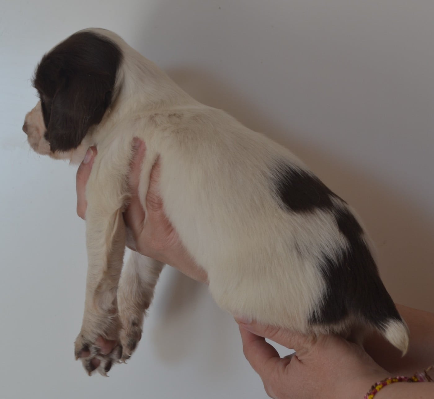 CHIOT 3