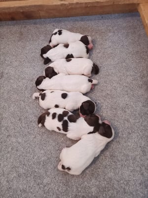 Les chiots de English Springer Spaniel