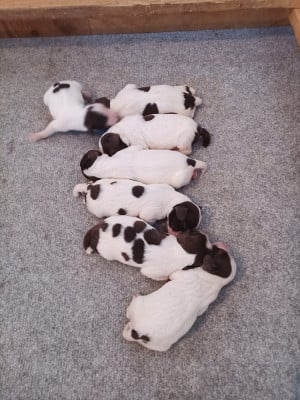 Les chiots de English Springer Spaniel