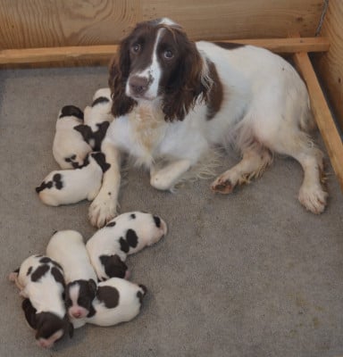 Les chiots de English Springer Spaniel