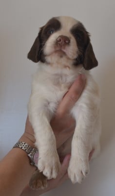 Les chiots de English Springer Spaniel