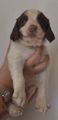 Les chiots de English Springer Spaniel