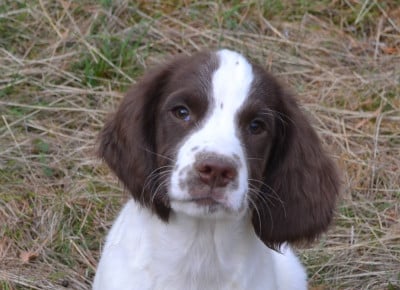 Les chiots de English Springer Spaniel